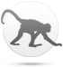 Affe