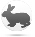 Hase